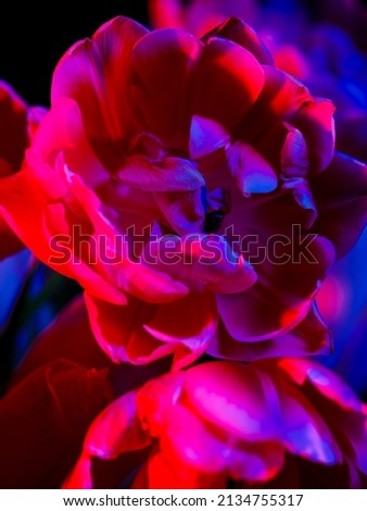 Background of neon peony flowers with soft focus