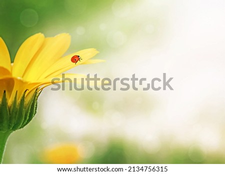 Ladybug on a calendula flower in the sun.
