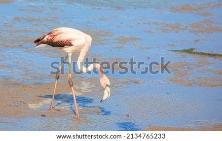 Greater flamingo (Phoenicopterus ruber) searching for food in the shallow water at the Namibian coast