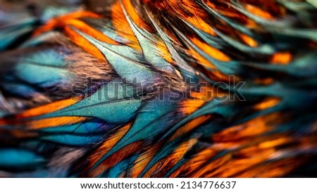 Chicken feather or Rooster feathers. Indian rooster bright color feathers. Royalty-Free Stock Photo #2134776637