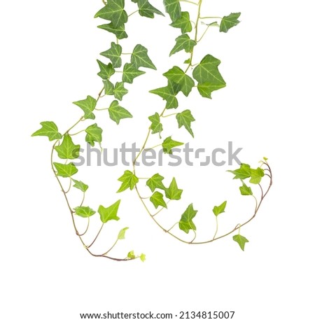  ivy isolated on a white background