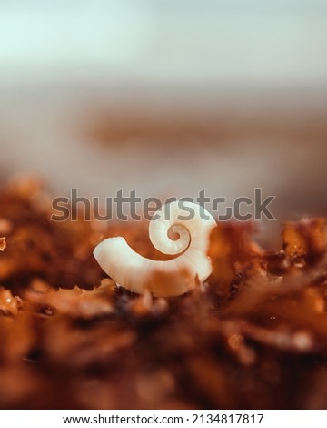 Beautiful perfect sea shell with spiral form ginger background