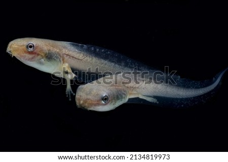 macro shot of tadpole with legs on blackbackground