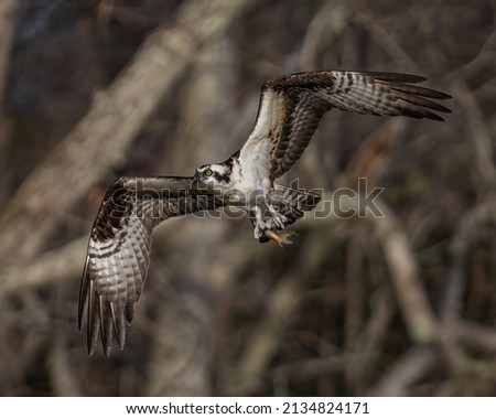 Osprey in flight and perched over the Potomac River