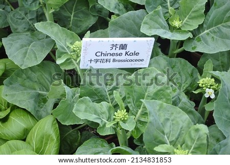 Gai lan,kai lan,chinese broccoli is a leaf vegetable with thick,flat,glossy blue-green leaves with thick stems and florets similiar to broccoli.