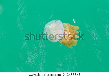 Jellyfish in the ocean