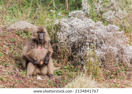 Gelada monkey (Theropithecus gelada) in Simien mountains, Ethiopia