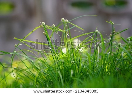 Abstract spring background art or summer background with fresh grass. selected focus on grass flower,Natural backgrounds with grass                               