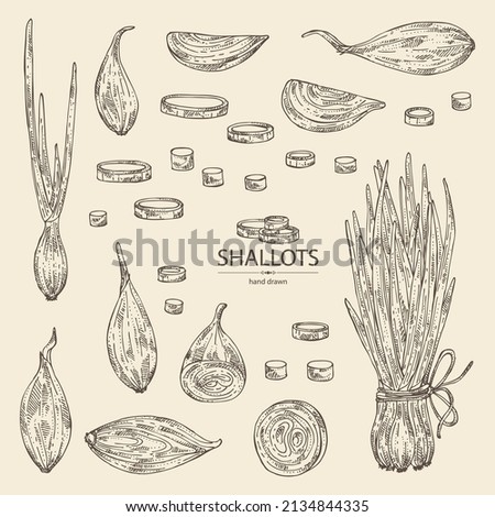 Collection of shallot: rings, full onion shallots and onion slices. Vector hand drawn illustration.  Royalty-Free Stock Photo #2134844335