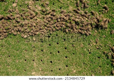 Pile of plugs of soil removed from sports field. Waste of core aeration technique used in the upkeep of lawns and turf Royalty-Free Stock Photo #2134845729