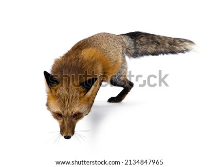 Classic red fox aka Vulpes vulpes, jumping of  edge. Looking down and away from the camera. Isolated on a white background.