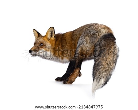 Classic red fox aka Vulpes vulpes, standing side ways in action. Looking side ways beside the camera. Isolated on a white background. Royalty-Free Stock Photo #2134847975