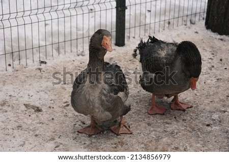grey geese in a cage in a pen in the snow