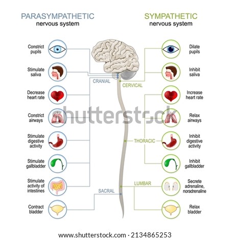 Sympathetic And Parasympathetic Nervous System. Difference. diagram with connected inner organs, brain and spinal cord. vector illustration Royalty-Free Stock Photo #2134865253