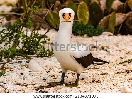 Nazca Booby on Genovesa Island in the Galapagos.  A comical looking bird with its black face mask and long orange beak. This one is collecting sticks for its nest.  Royalty-Free Stock Photo #2134871095