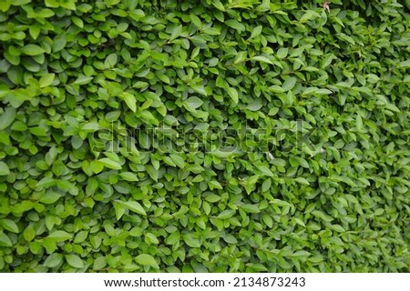 Close up of privet hedge seen in the garden. Royalty-Free Stock Photo #2134873243