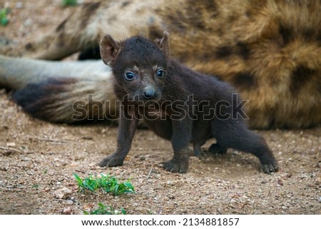 Spotted hyena or laughing hyena (Crocuta crocuta) cub with its mother. Cubs are born dark brown and when they are 2 - 3 month old, change to the adult coloration. Mpumalanga. South Africa.