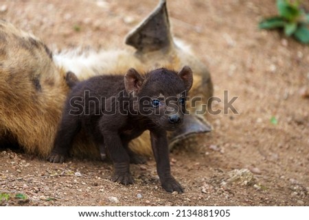 Spotted hyena or laughing hyena (Crocuta crocuta) cub with its mother. Cubs are born dark brown and when they are 2 - 3 month old, change to the adult coloration. Mpumalanga. South Africa.