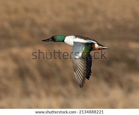 Single Male Northern Shoveler duck flying with wings down Royalty-Free Stock Photo #2134888221