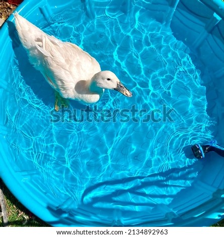 White Pekin Duck in Blue Pool.
