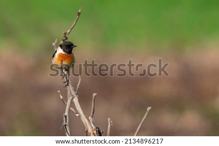 A stonechat bird on the dry plant