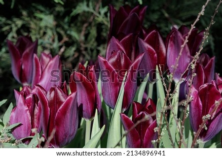 Dark Burgundy Tulips. The color of the flower is burgundy-black.