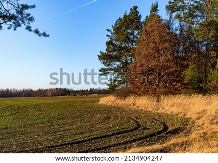 Countryside with dirt road, trees and pastures. Czechia