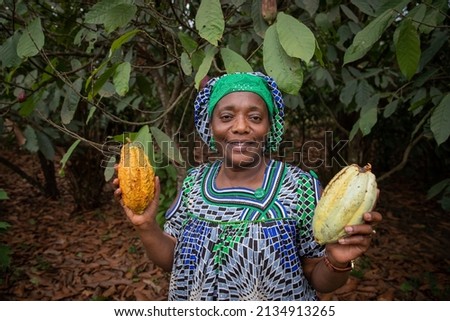 An African female farmer holds in her hands cocoa beans from her plantation Royalty-Free Stock Photo #2134913265