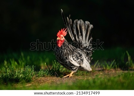 Japanese bantam chabo rooster in the yard in summer Royalty-Free Stock Photo #2134917499