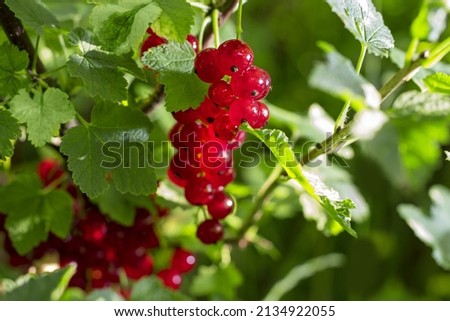 Redcurrant Harvest. Berries Red currants on a bush branch in the garden in summer. Selected focus, shallow depth of field. Royalty-Free Stock Photo #2134922055