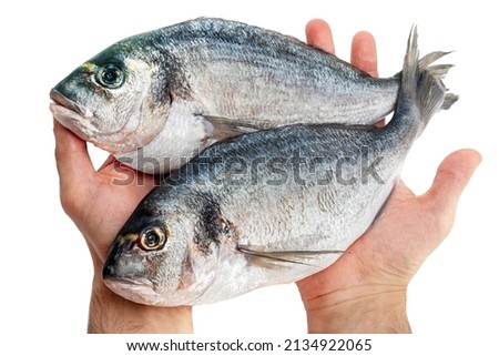 Gilt-head bream fresh raw fish dorada without scales in hand, ready for cooking. Picture of isolated dorade on white background for the fish seafood market menu.