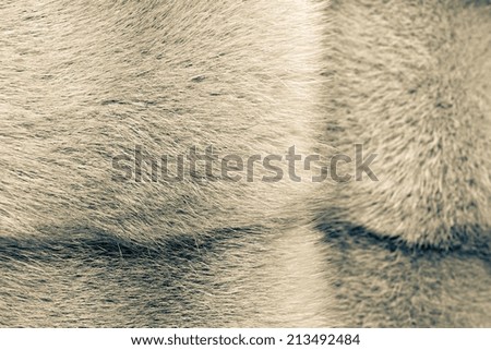 fluffy texture of fur of wild animals of beige color for abstract backgrounds