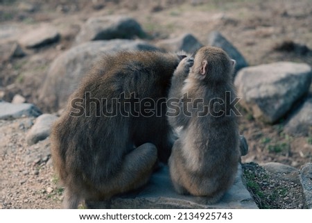 baby monkey in a group