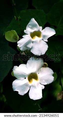 Two white bengal clockvine flowers, image for mobile phone screen, display, wallpaper, screensaver, lock screen and background 