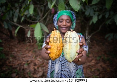 Close up of two cocoa pods held in the hand by a farmer, focus on the cocoa pods and background out of focus Royalty-Free Stock Photo #2134929991