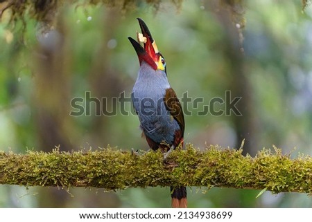                             plate billed mountain toucan being him   