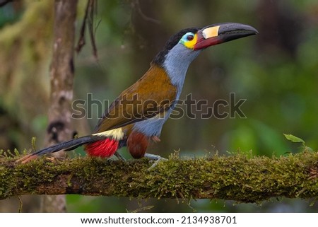                             plate billed mountain toucan being him   