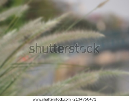 The white-green-gray grass flower blurs it as a background.