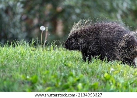Wild porcupine seen in Canada during summer time in natural, outdoor environment. 