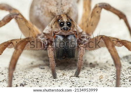 Wolf Spider Up Close Face