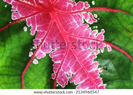 Beautiful Taro is a group of plants of the genus Caladium (Araceae), flat lay angle, blurring, selective focus, macro photography