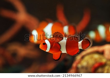 Orange clownfish (Amphiprion ocellaris) swimming in aquarium Royalty-Free Stock Photo #2134966967