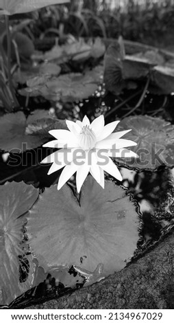 Black and white photo of Lotus flower or lotus or Nymphaea is an aquatic plant that is a symbol of art and religion in Asia.