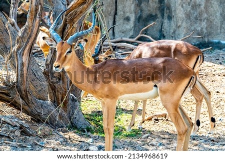 Deer Animals in Sharjah safari
 Royalty-Free Stock Photo #2134968619