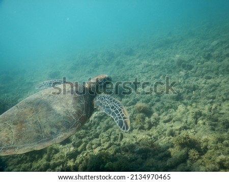 Green sea turtle closeup in shallow tropical sea water. Turtle searches for food in bleached dying coral environment, Turtles swim at the Great Barrier Reef Royalty-Free Stock Photo #2134970465