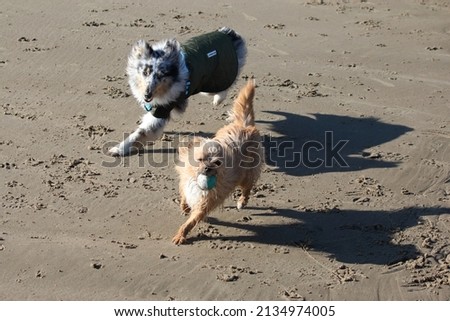 A cute Chihuahua cross Yorkshire Terrier and Shetland Sheepdog playing chase on a sandy beach in west Wales, UK.