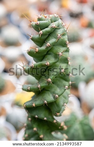 Cereus forbesii ‘spiralis’ closeup image. Different cactus in pots in nursery greenhouse. Small-Space Gardening, Decorate home. Ideas for planting cactus during the holiday. Green background.