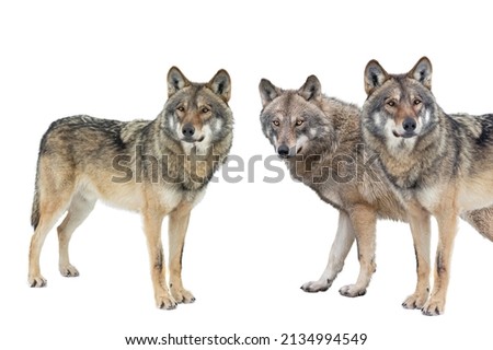 wolfs isolated on white background