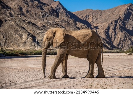 Desert adapted Elephant on the Skeleton Coast of Namibia