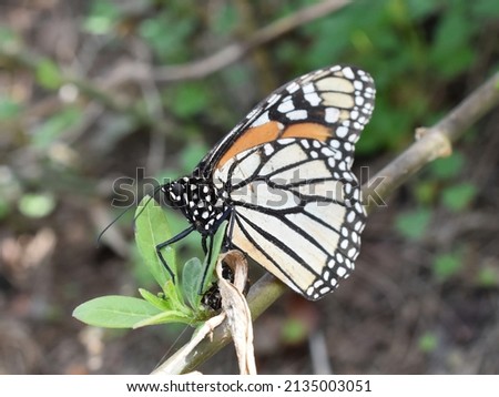 Monarch butterfly Danaus plexippus laying eggs on a milkweed plant Royalty-Free Stock Photo #2135003051
